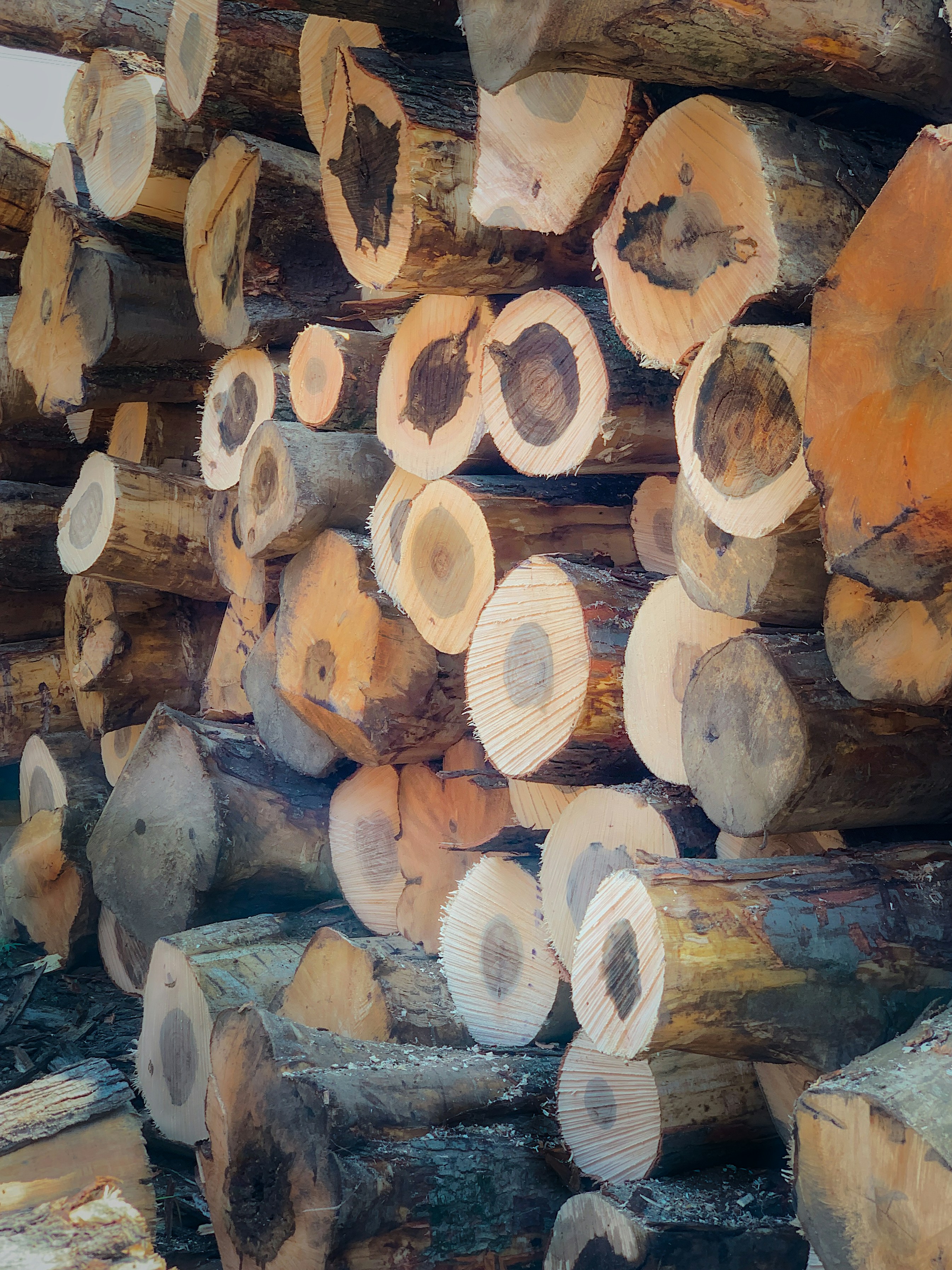 Few-Shot Computer Vision for Industrial Wood Grading